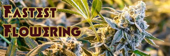 top fastest flowering strains of cannabis list banner