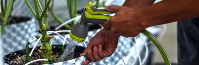 flushing watering cannabis potted plant indoors