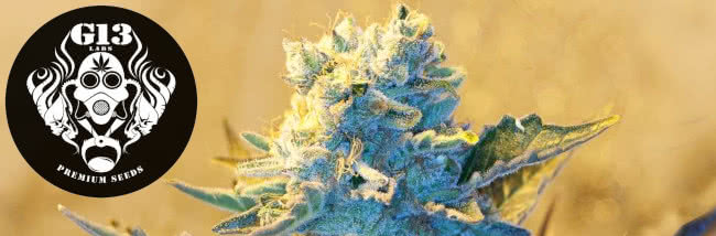 top g13 labs cannabis seeds strain guide banner