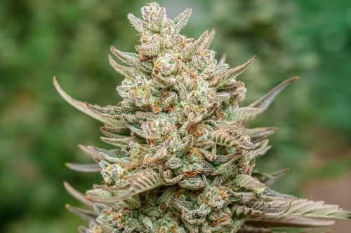 top gun auto strain plant by atlas seed