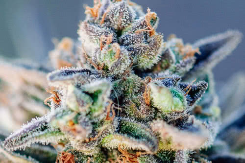 top gun auto strain plant by atlas seed