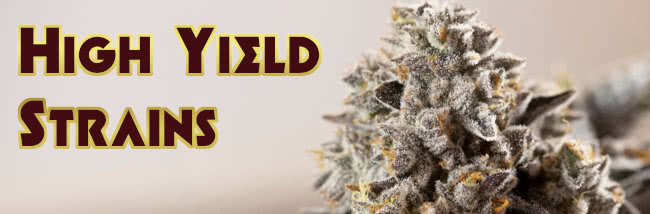 top high yield strains list banner
