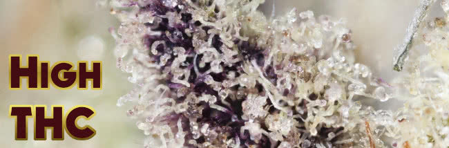 top highest thc cannabis strains to grow banner