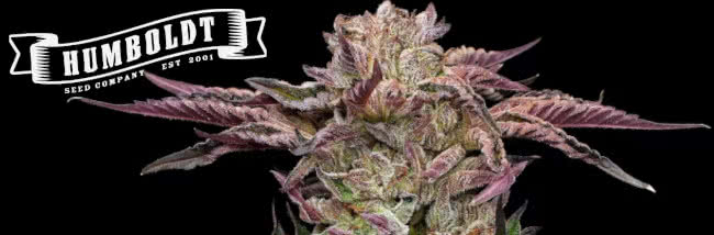 top humboldt seed co cannabis strains guide banner