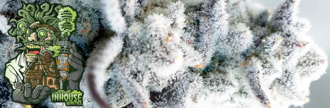 top in house genetics strains guide banner