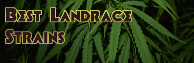 top landrace strains list cannabis seeds banner