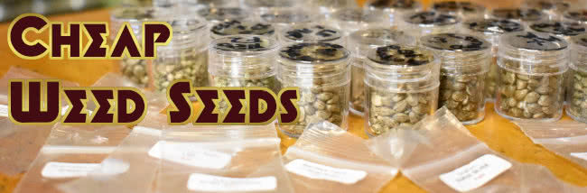 top list of cheap weed seeds for sale USA banner