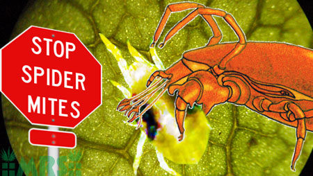 A predatory mite eating a spider mite