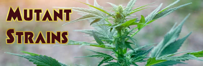top mutant cannabis strains seed list banner