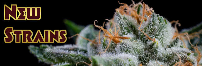 top new strains for 2024 cannabis seed buyers guide banner