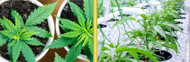 organic vs synthetic marijuana growing comparison