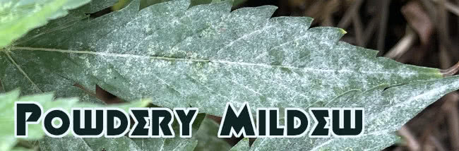 top powdery mildew cures organic remedies banner