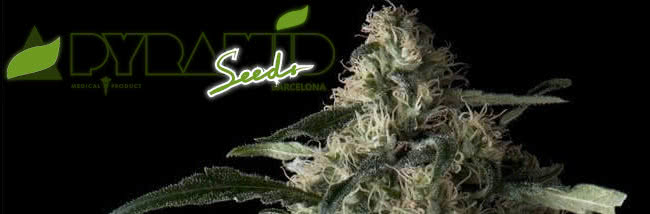 top pyramid seeds cannabis strains guide banner