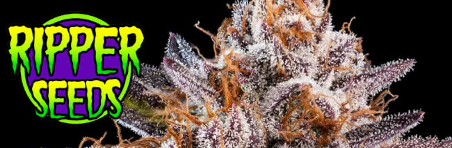 top ripper seeds cannabis strain guide banner