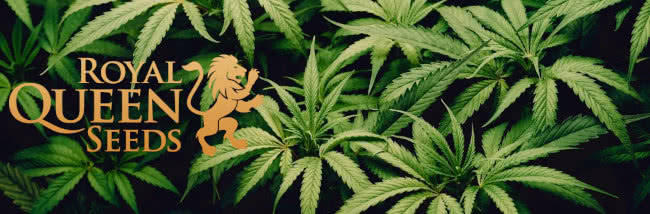 top royal queen seeds cannabis strain guide banner
