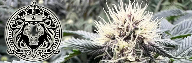 top seed supreme cannabis seeds guide banner