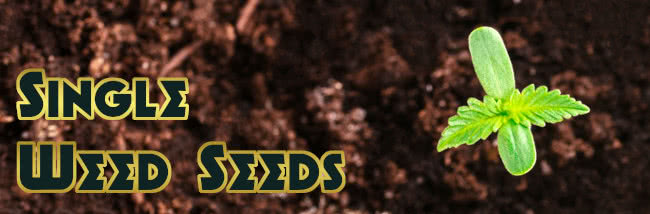 top single weed seeds pick and mix buyers guide banner