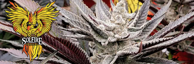 top solfire gardens seeds strains guide banner