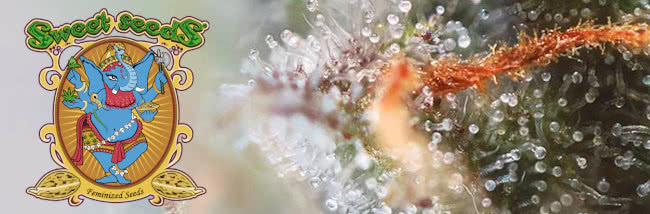 top sweet seeds cannabis strains guide banner