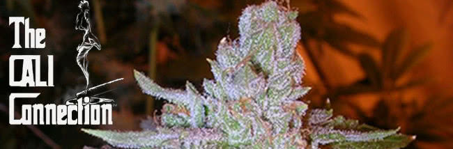 the cali connection cannabis seeds strain guide banner