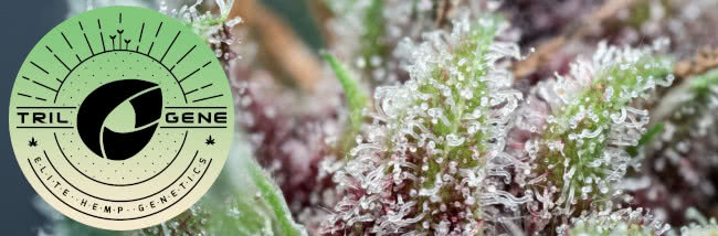 top trilogene cannabis seed strains guide banner