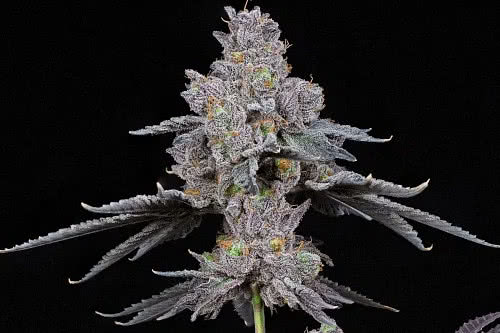 total eclipse strain plant by compound genetics