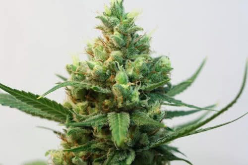 toxic strain by ripper seeds