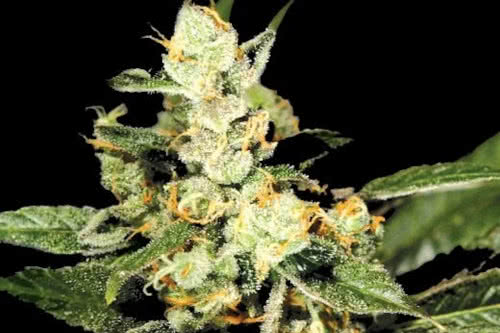 trainwreck strain by greenhouse seed co