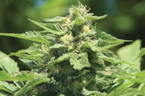 trainwreck auto strain by humboldt seed co