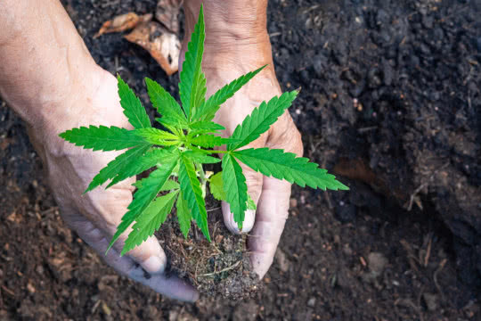 transplanting cannabis plant in rich soil