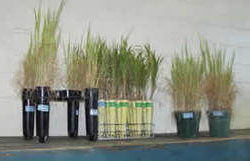 trap cultures mycorrhizal fungi diy