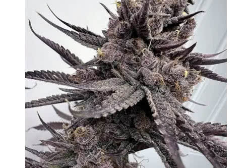 trap god strain plant by solfire gardens