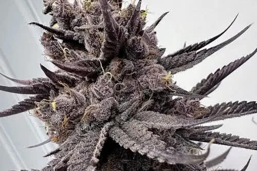 trap god strain plant by solfire gardens