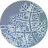 trichoderma harzianum icon