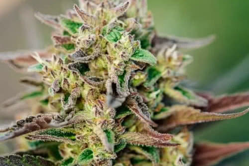 tricross auto strain plant by atlas seed