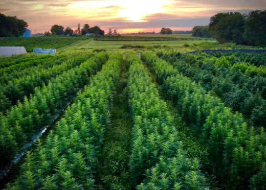 trilogene seeds outdoor cannabis plantation, michigan