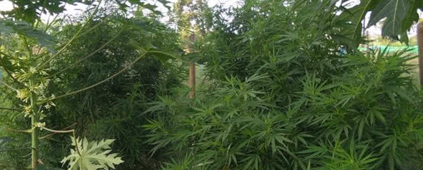 Tropical cannabis plants high in THCV