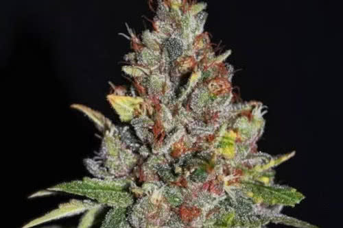 tropical punch strain by g13 labs