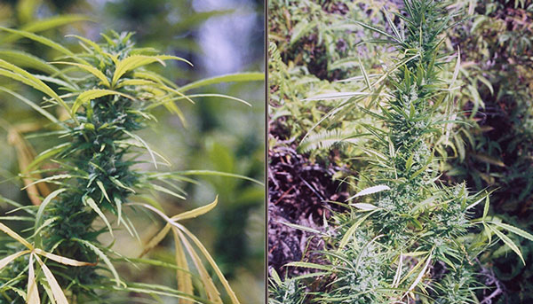Tropical sativa cannabis plants grown by Jason Lamoore in 1997