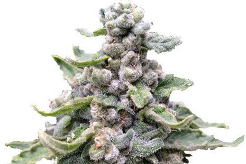 tropicana cookies fem by ILGM