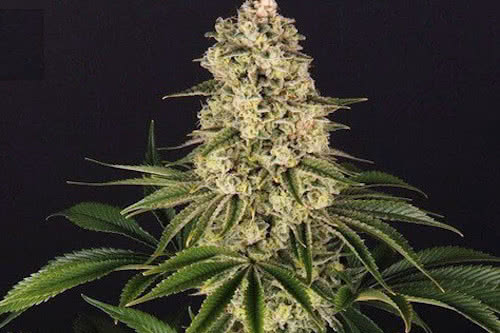 tropicanna banana seeds by barneys farm