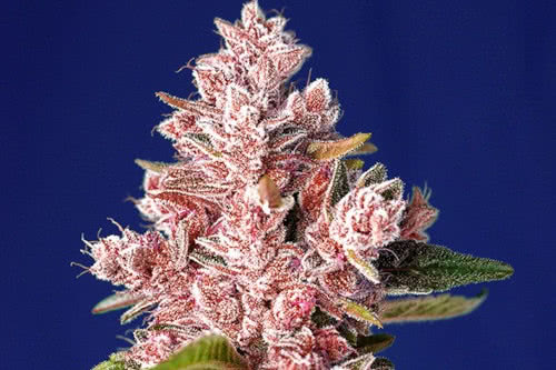 tropicanna poison f1 fast strain plant by sweet seeds