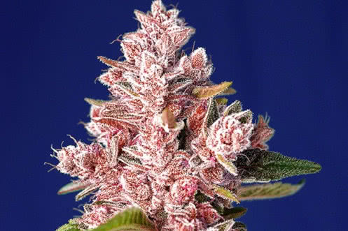 tropicanna poison f1 fast strain plant by sweet seeds