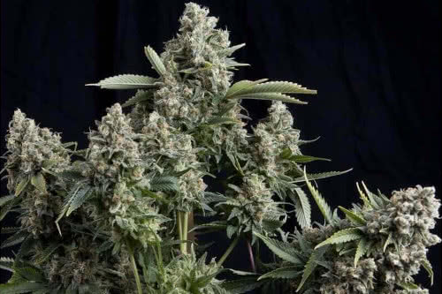 tutankhamon strain by pyramid seeds