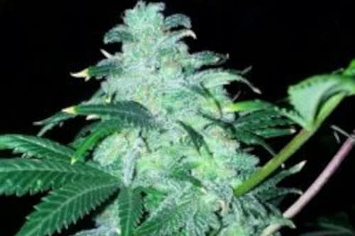 twenty two strain by the cali connection