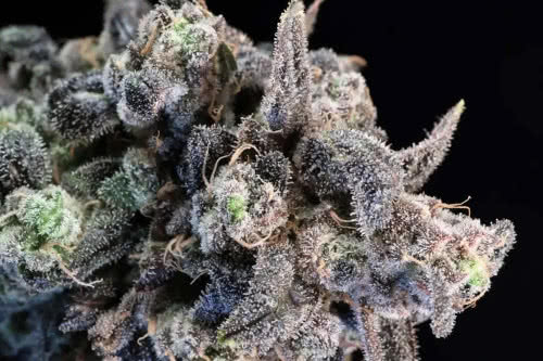 unicorn glitter strain plant by atlas seed