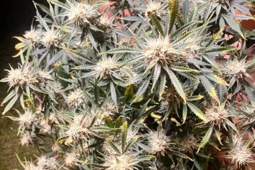 vanilla fizz f2 auto strain by night owl seeds