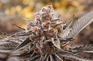 20 Best Weed Strains 2026