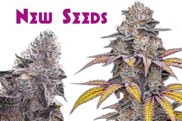 2025 new strains, two colorful flowering cannabis plants