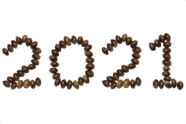 21 new best marijuana strains for 2021